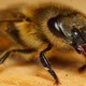 Image for article titled Bees have personalities — and we can change them